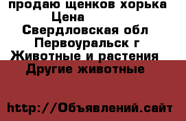 продаю щенков хорька › Цена ­ 5 000 - Свердловская обл., Первоуральск г. Животные и растения » Другие животные   